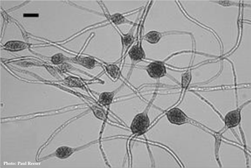 chlamydospora Forest Phytophthoras of the World